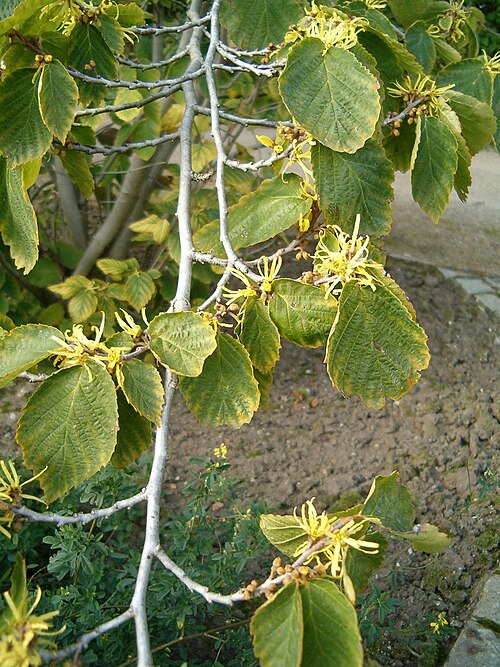 American Witchhazel