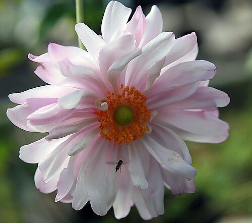 Anemone 'Queen Charlotte'