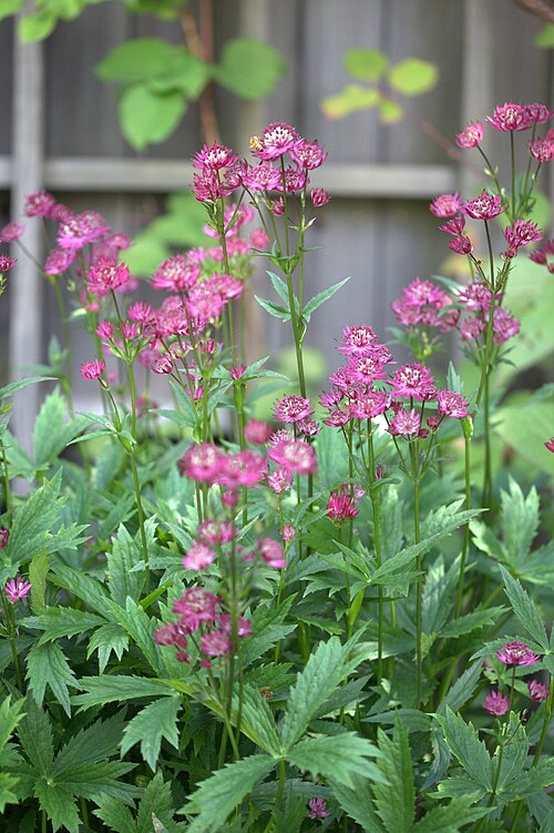 Astrantia 'Star of Fire'