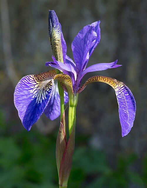 Bearded Iris 'Sugar Blues'