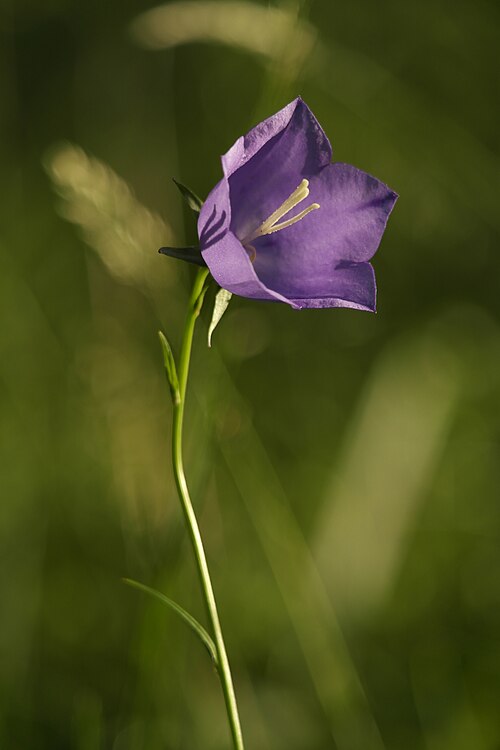 Bellflower 'Telham Beauty'