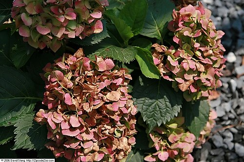 Bigleaf Hydrangea