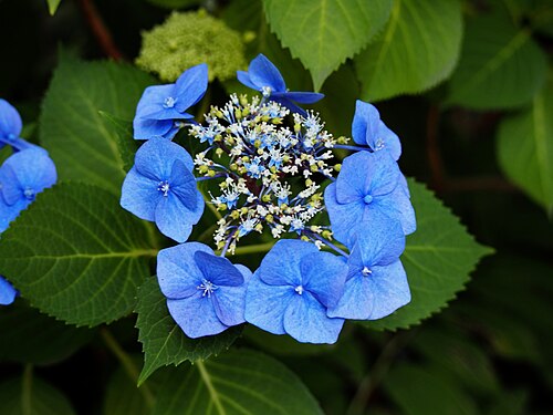 Blue Wave Hydrangea