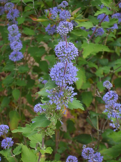 Caryopteris