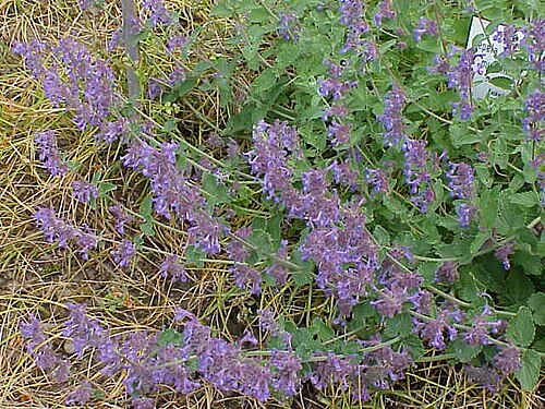 Catmint 'Walker's Low'