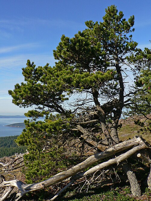 Contorted Shore Pine