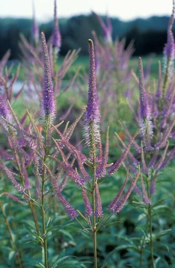 Culver's Root 'Pink Fascination'