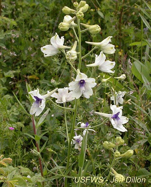 Delphinium 'Guardian White'