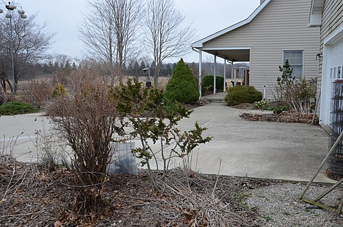 Fernspray Hinoki Falsecypress