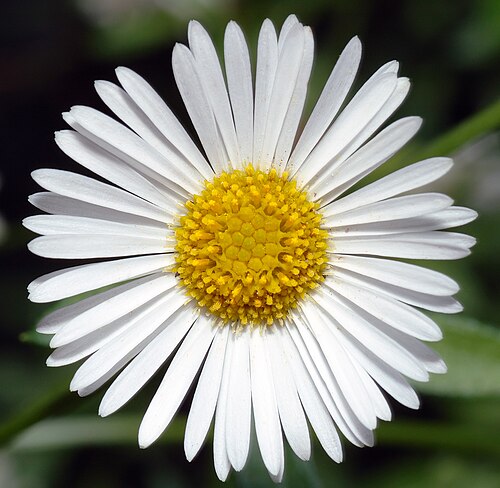 Fleabane 'Profusion'