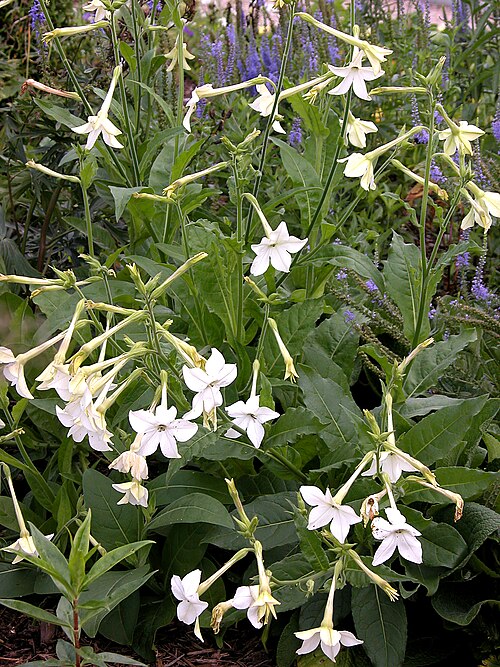 Flowering Tobacco