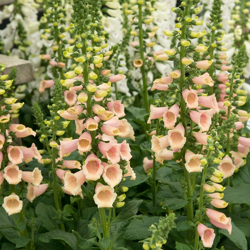 Foxglove 'Apricot Beauty'