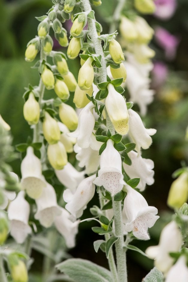 Foxglove 'Silver Fox'