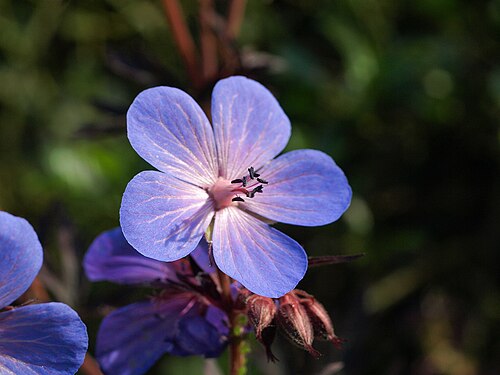 Geranium 'Rozanne'