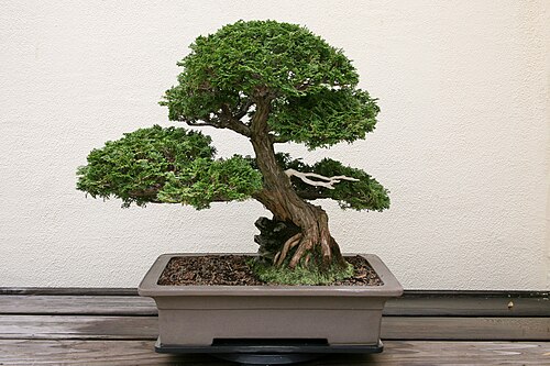 Hinoki Falsecypress 'Bonsai'