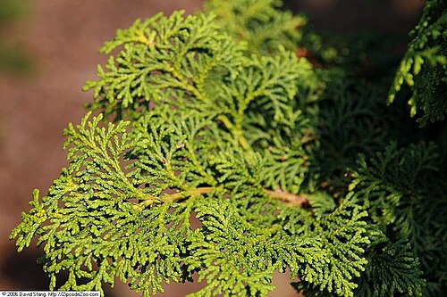 Hinoki Falsecypress 'Kosterii'