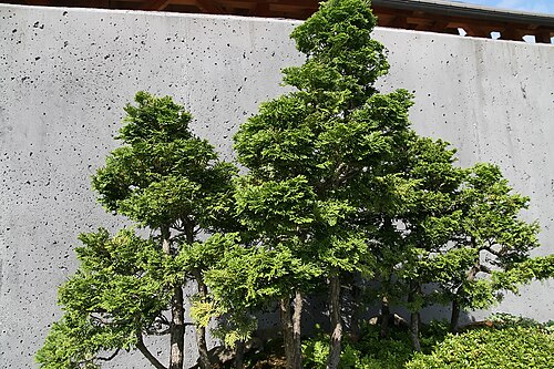 Hinoki Falsecypress 'Nana Gracilis'