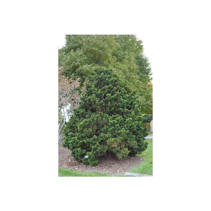 Hinoki Falsecypress — Pom Pom