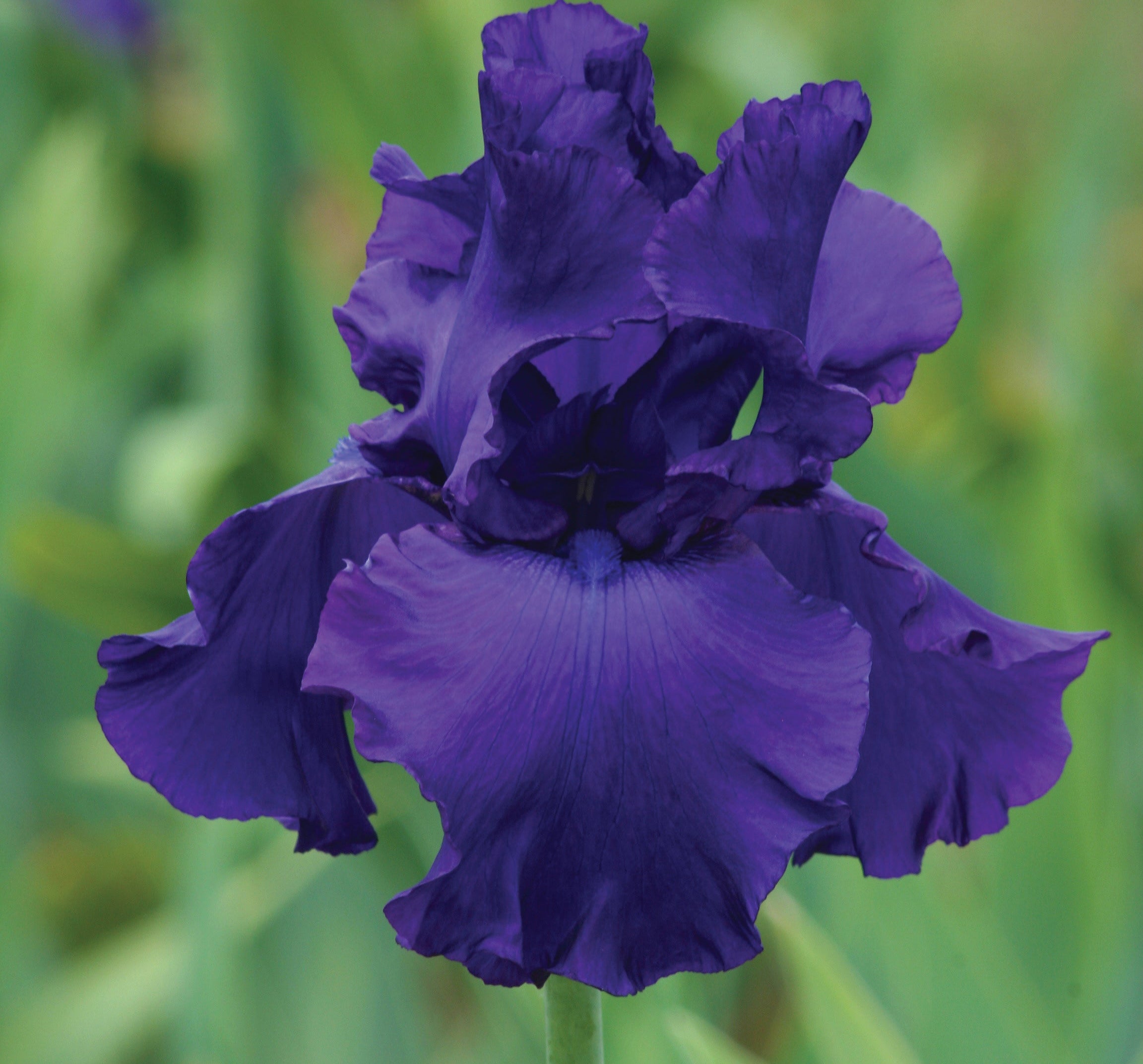 Iris 'Titans Glory'