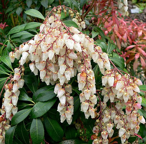 Japanese Andromeda