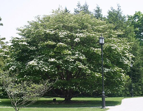 Japanese Dogwood