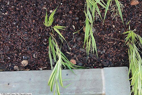 Japanese Forest Grass