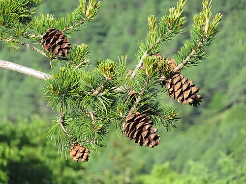 Japanese White Pine 'Glauca Brevifolia'