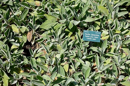 Lamb's Ear 'Helen von Stein'