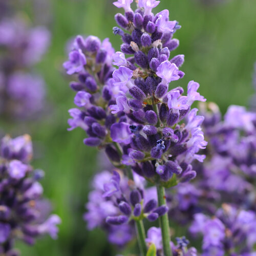 Lavender 'Super Blue'