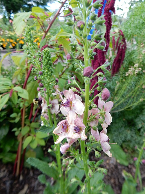 Mullein 'Southern Charm'