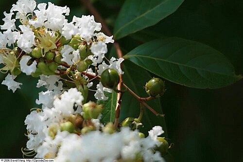 Natchez White Crape Myrtle