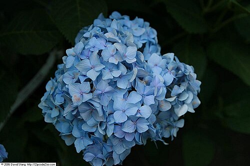 Nikko Blue Hydrangea
