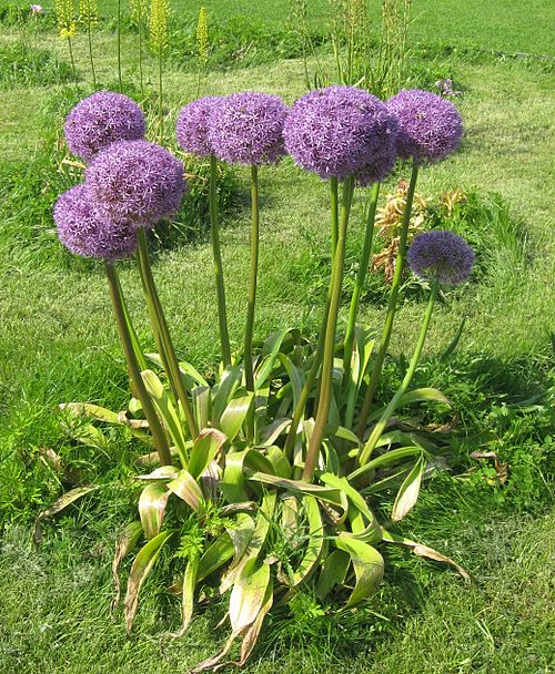 Ornamental Allium