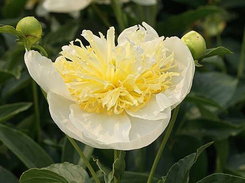 Peony 'Duchesse de Nemours'