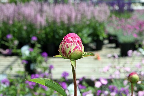Peony 'Karl Rosenfield'