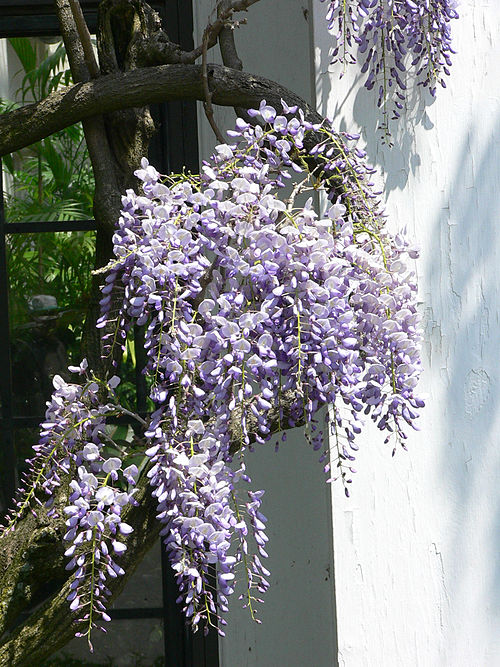 Pink Wisteria — Standard Form