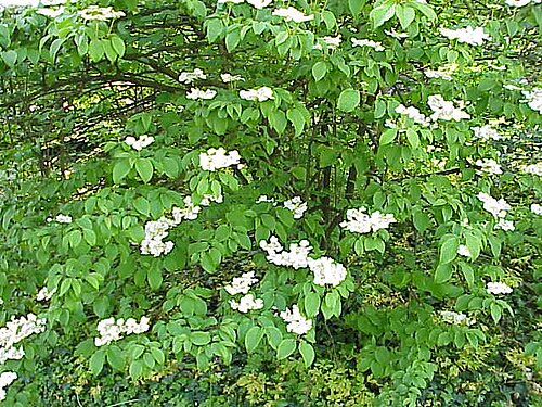 Popcorn Doublefile Viburnum