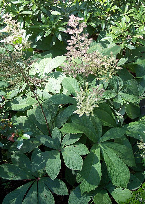 Rodgersia