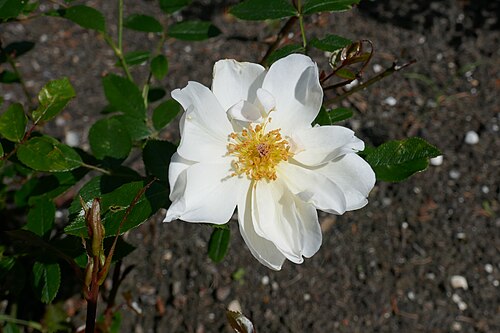 Rosa 'Crystal Fairy'