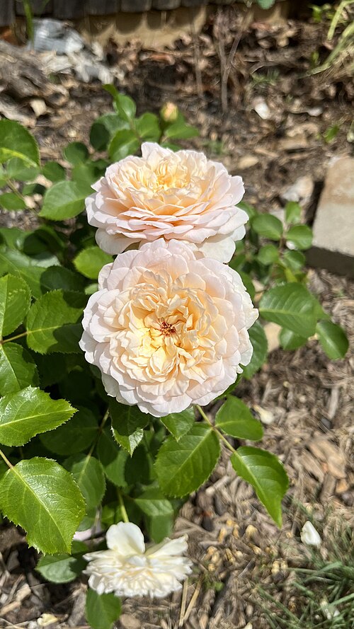 Rosa 'Emily Bronte'