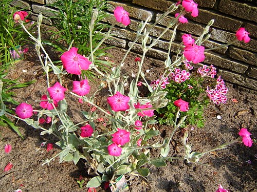 Rose Campion