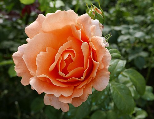 Rose 'Polka'