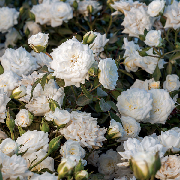 Rose 'White Drift'