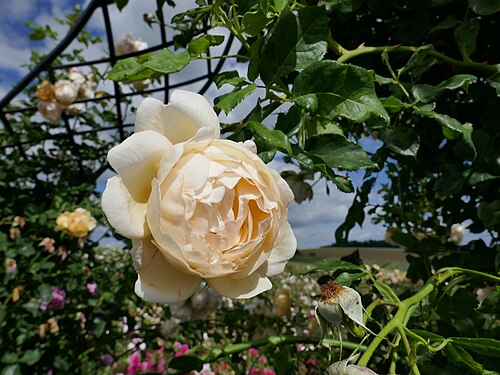 Rose 'Wollerton Old Hall'