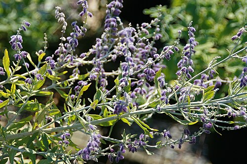 Russian Sage 'Little Spire'