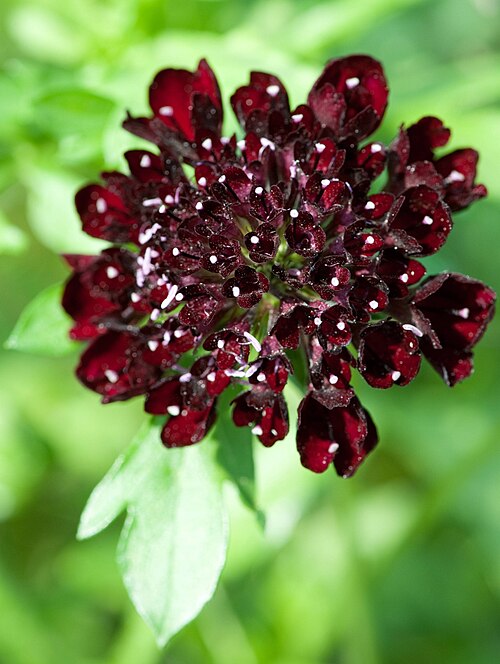Scabiosa 'Dark Knight'