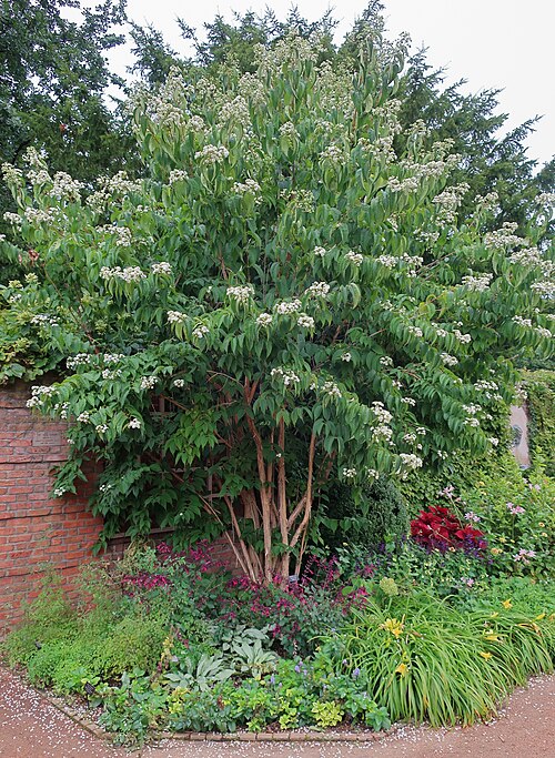 Seven Son Tree