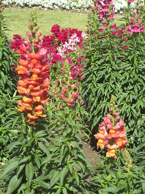 Snapdragon 'Chantilly Light Salmon'