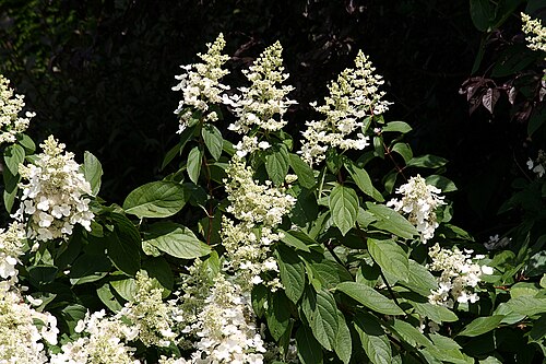 Tardiva Hydrangea