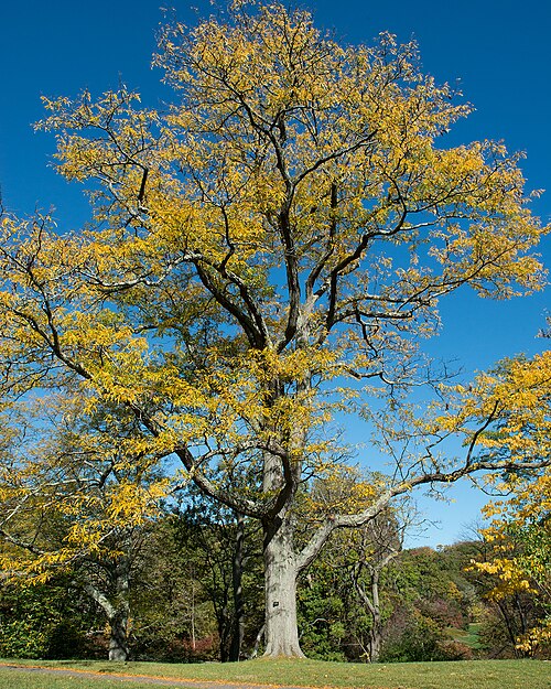 Thornless Honeylocust